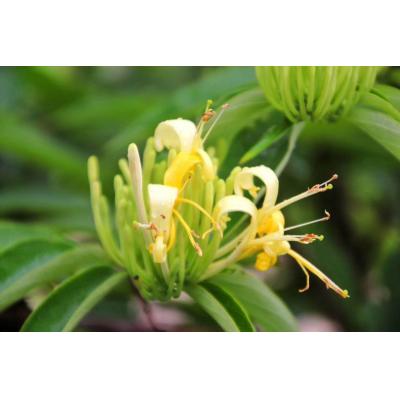 金銀花茶湘金蕊茶云臺(tái)山茶